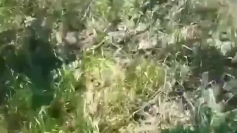 Ukraine war raw footage 5/31/25