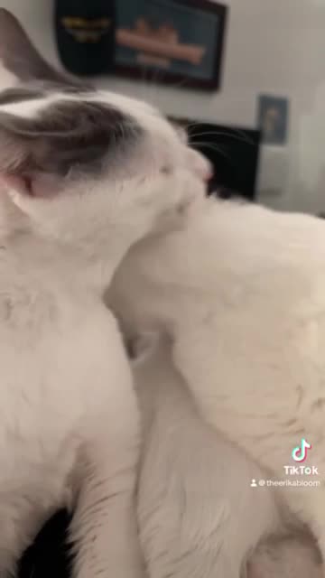 Their breath smell like the dumpster behind a seafood joint