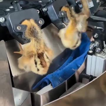 CHINA VAXXED CHICKENS