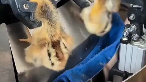 CHINA VAXXED CHICKENS