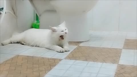 Cat domestic funny