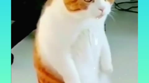 The best funny animal videos