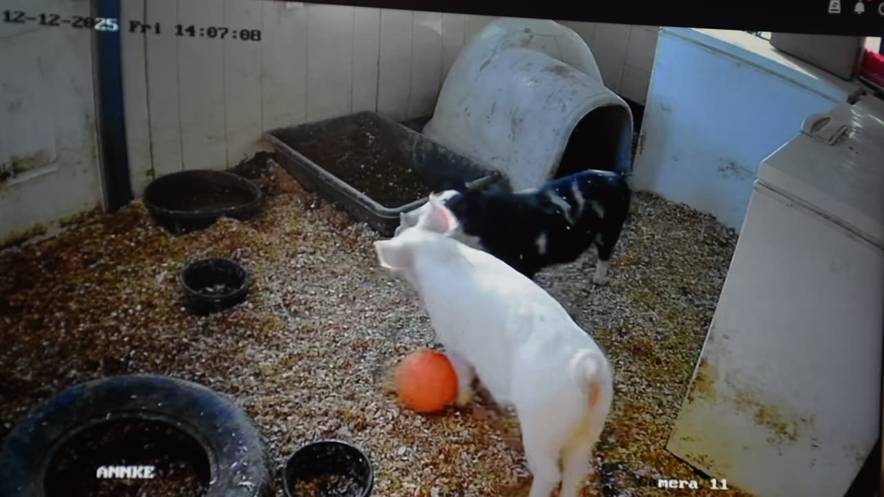 Talk about rough housing. lol