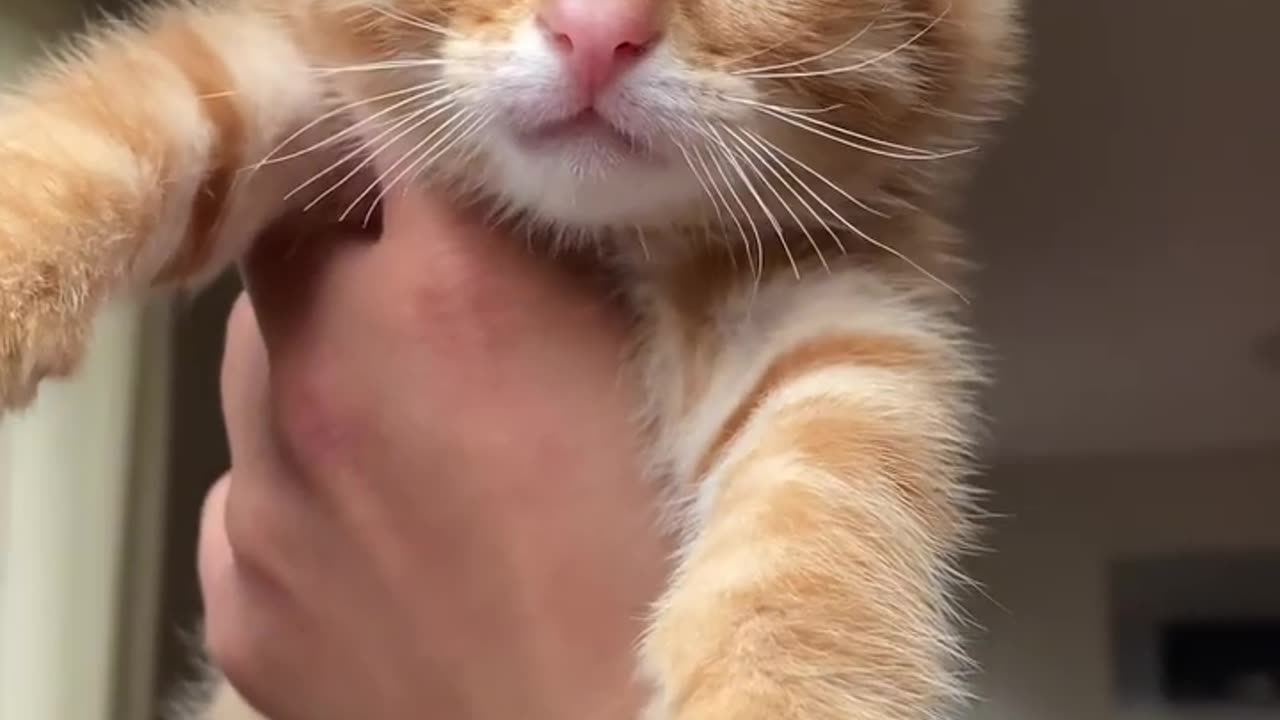 funny animals