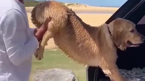 Funny Animal Videos