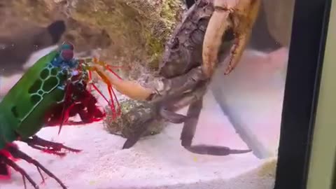 Mantis Shrimp