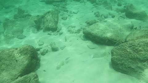 Found Horse Eye Jack Fish while snorkeling in Grand Cayman