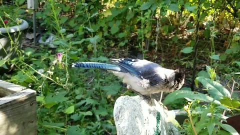 Blue Jay learning to forage (2017)