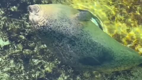 Very friendly seals