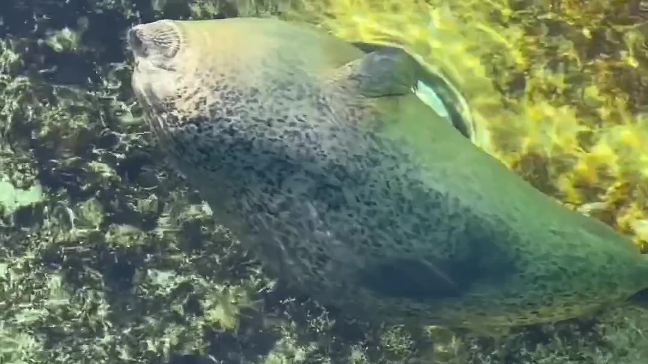 Very friendly seals