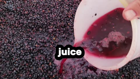 Punching Down vs. Pumping Over Explained! 🍇🔁🍷
