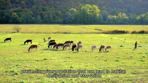Should the hunting of wild animals be banned