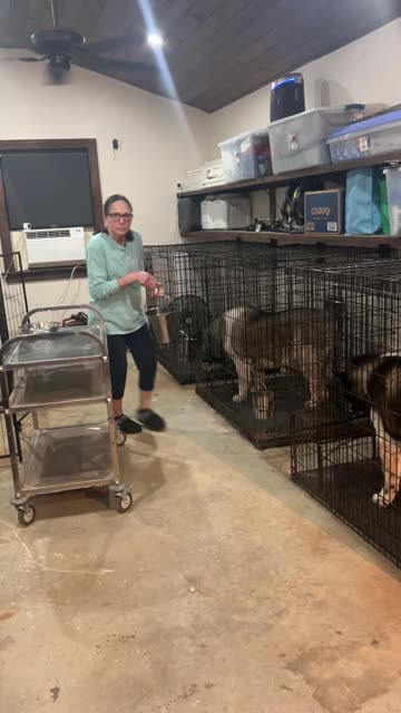 Akita's Favorite Meal of the Day