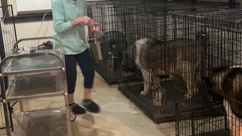 Akita's Favorite Meal of the Day