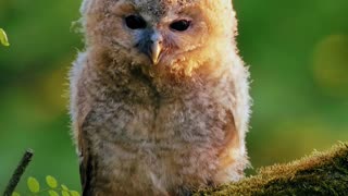 Whooo's That In The Canopy? 🦉🎶🌳 | Sounds of Nature
