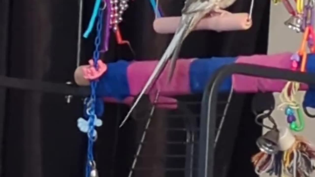 Cockatiel Adjusting His Crop