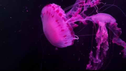 Relaxing JellyFish