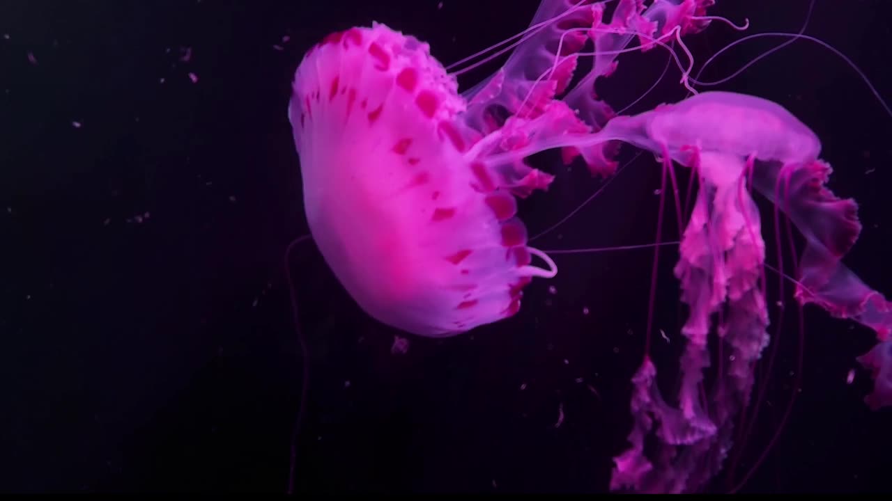 Relaxing JellyFish