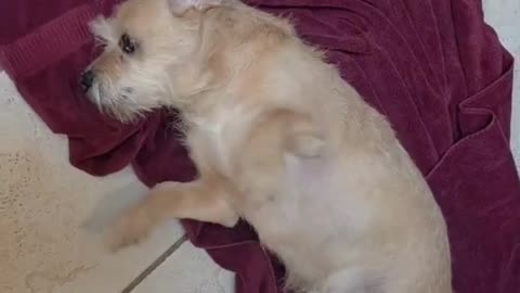 Toby's version of a spa day!