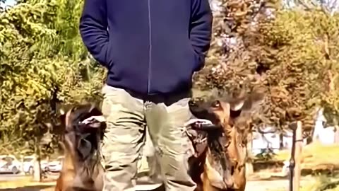 Dogs imitating their owners