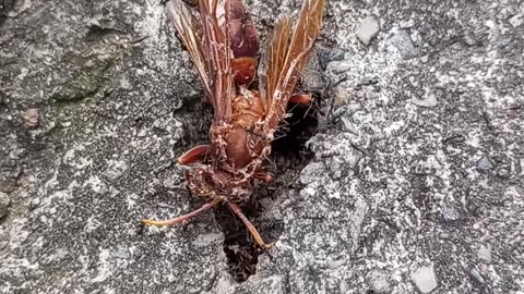Unbelievable! Ants try to squeeze a wasp into their nest 🐝🕳️ Part 1