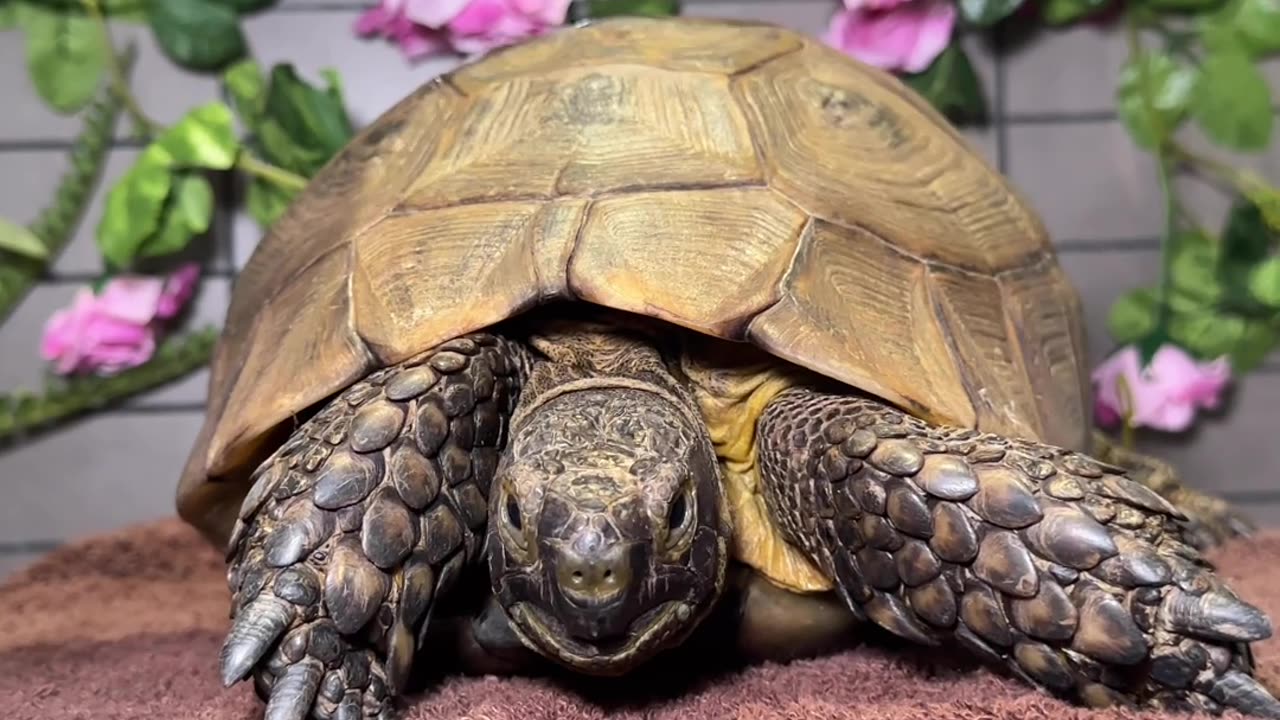 Shelly the Tortoise Is 40 Years Old and Still Glowing