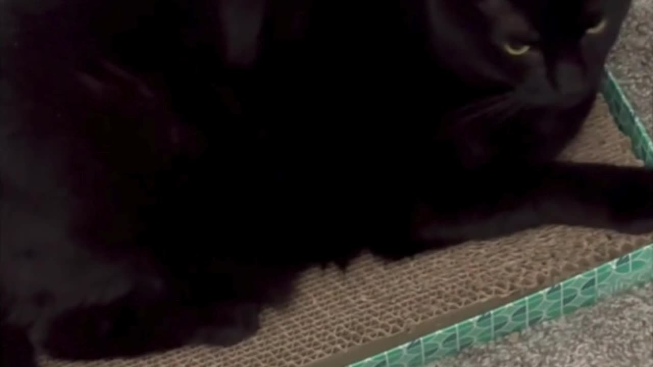 Cute Precious Piper Takes a Quick Break While Working - My Adopted Shelter Cat Vlog #shorts