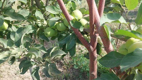 Very beautiful tree I love apple
