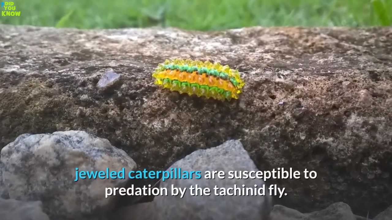 10 SEA CREATURES WHICH ALMOST LOOK UNREAL