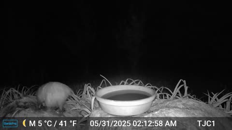 "Pregnant" Opossum