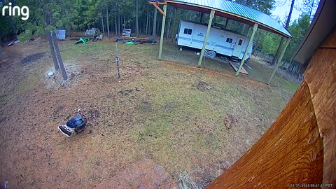 Wild Turkey Gobble