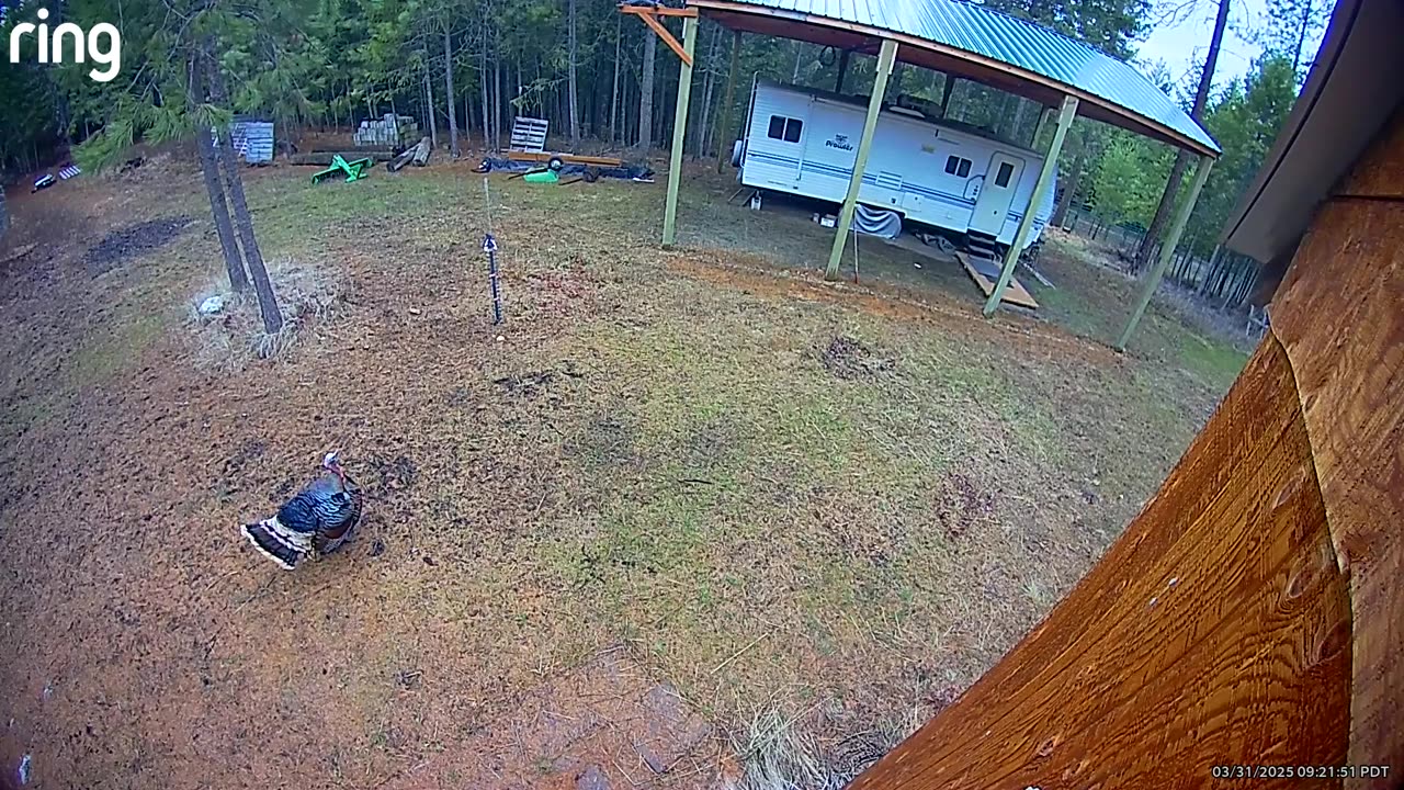 Wild Turkey Gobble