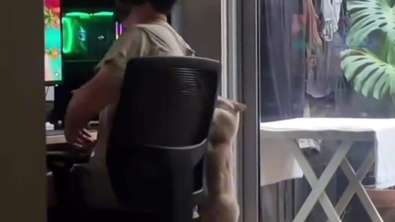 Cat Attack Mode