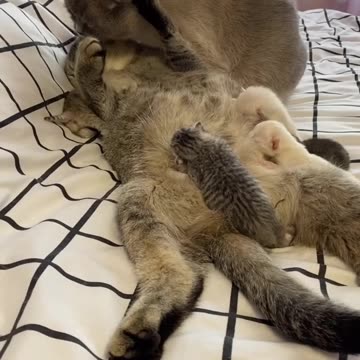 Cat Dad Shows Love to Mom While She Nurses پدر گربه موقع شیر دادن مادر رو نوازش می‌کنه