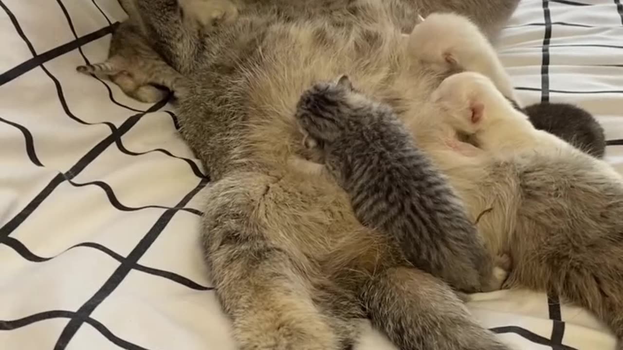 Cat Dad Shows Love to Mom While She Nurses پدر گربه موقع شیر دادن مادر رو نوازش می‌کنه