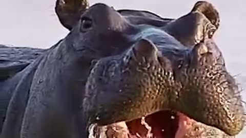 Was Steve Irwin afraid of any animals? #shorts #yahooaustralia