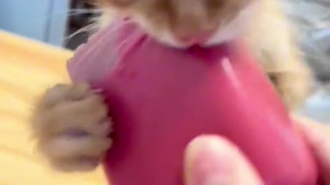Dogs comedy Videos 🤣 so cute videos 😍 funny videos 🤣