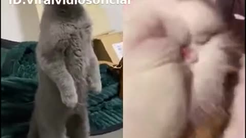 o gato mostrando a ligua (1).mp4