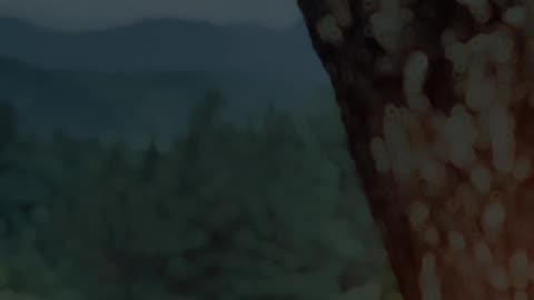 Feel the Nature 4k high quality video