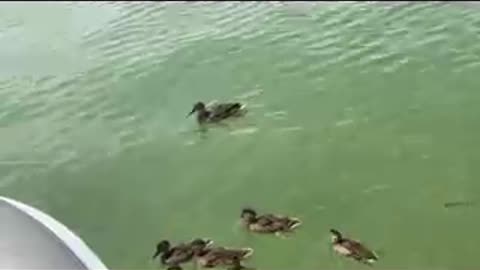 Several Ducks