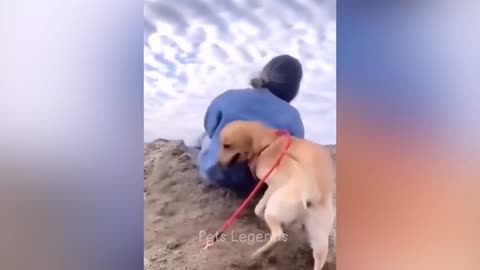 Funniest Animals 2023 😂 New Funny Cats and Dogs Videos 😻🐶