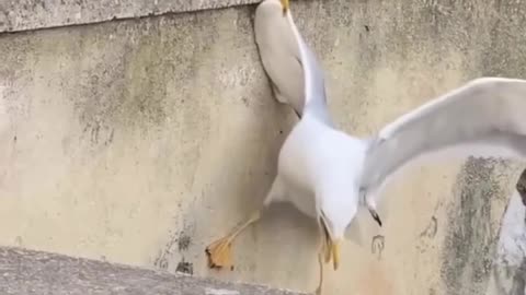 Funny video clip shorts