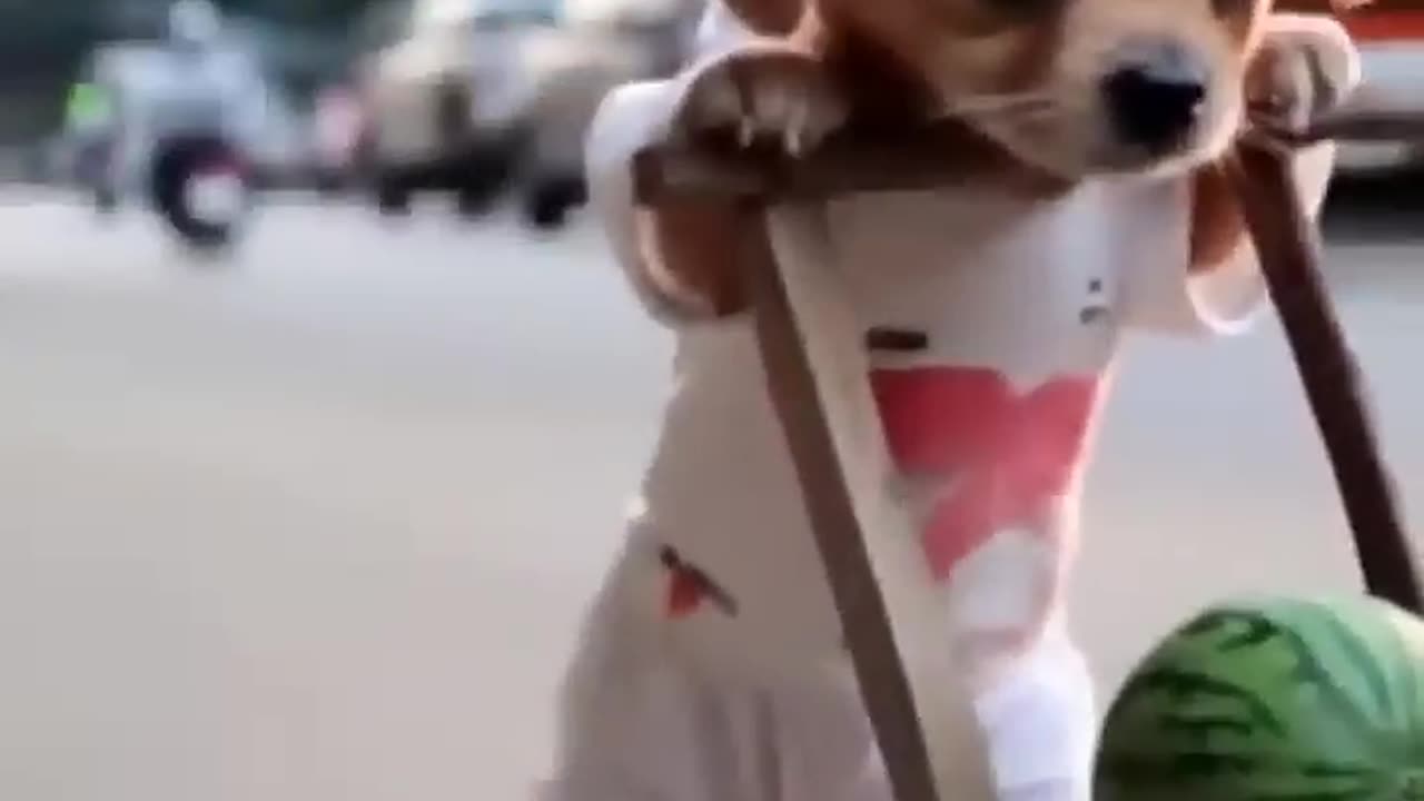 Puppy AI