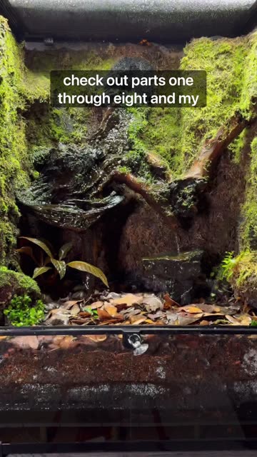 Three Month Old Indoor Ecosystem
