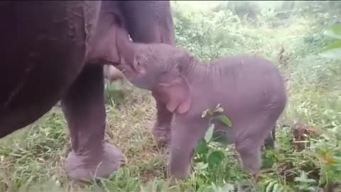 Baby Sweet Elephant