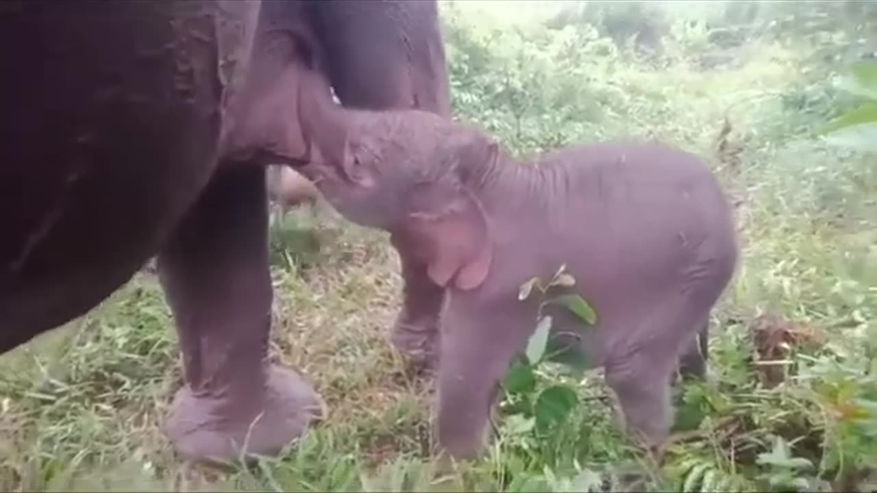 Baby Sweet Elephant
