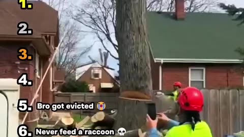 Ranking The Best Raccoon Moments🦝
