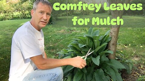 Using Comfrey Leaves for Mulch plus a Comfrey Overview