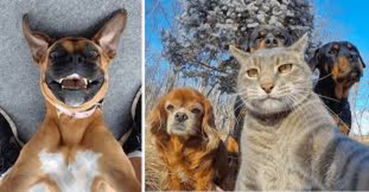 Funny Cats Videos Clips😂|| Funny Moments Cats And Dogs 2025