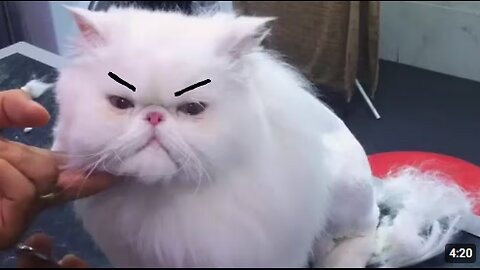 Funny Grumpy Cats Video Compilation